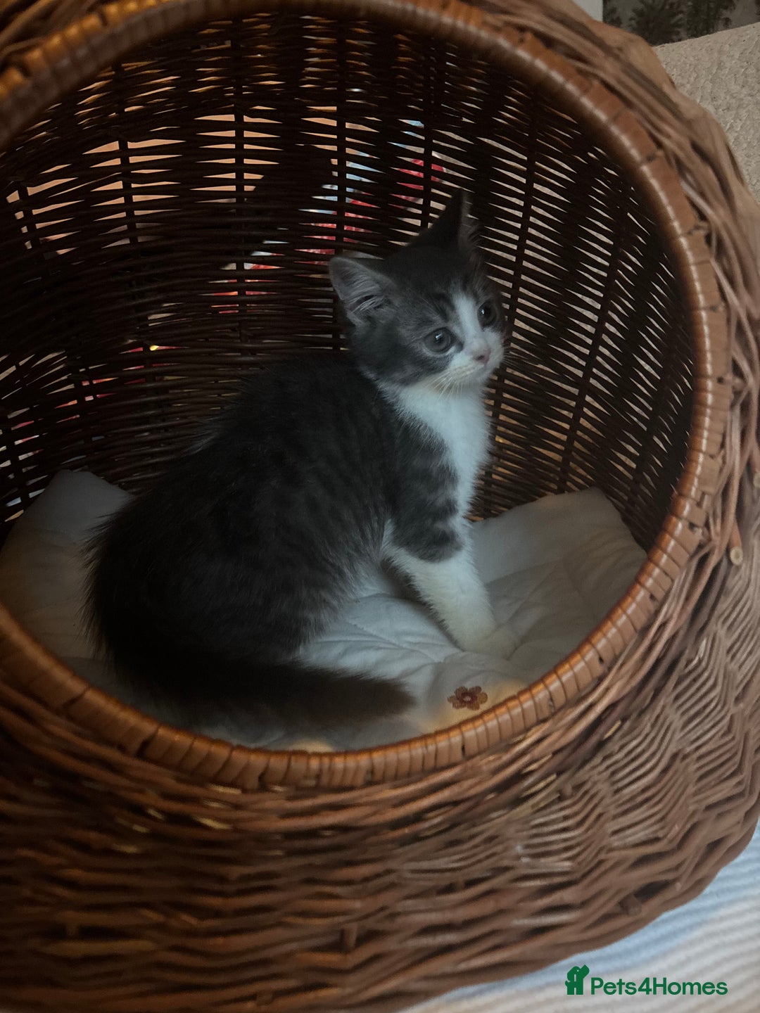 Mixed Breed cats for sale: Maine-Coon x British Blue Kittens.  - Advert 20