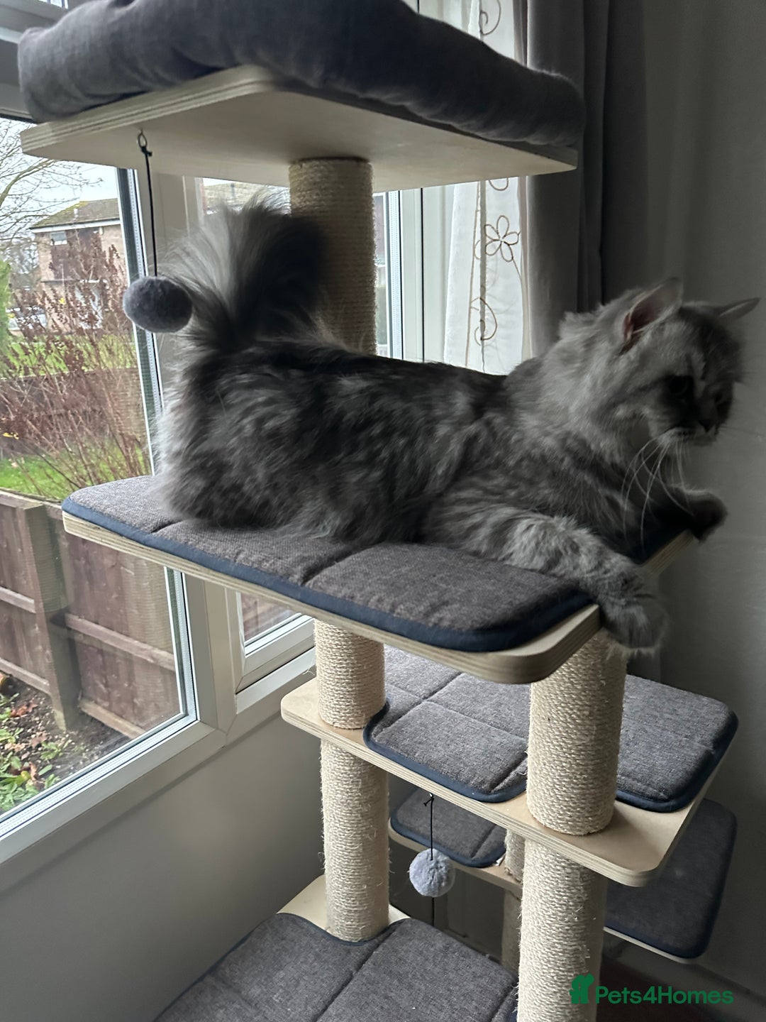 British Shorthair cats for sale: Ready to go amazing kitties  - Advert 16