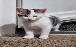 Mixed Breed cats for sale: Beautiful male kitten ready to leave now - Image 1