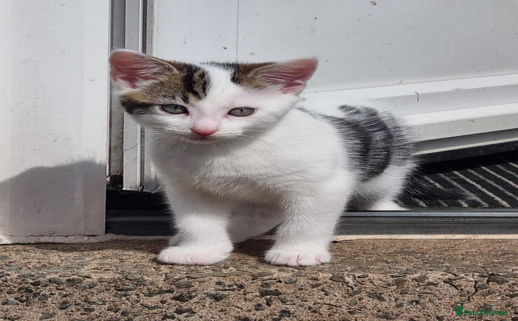 Mixed Breed cats - Advert 1