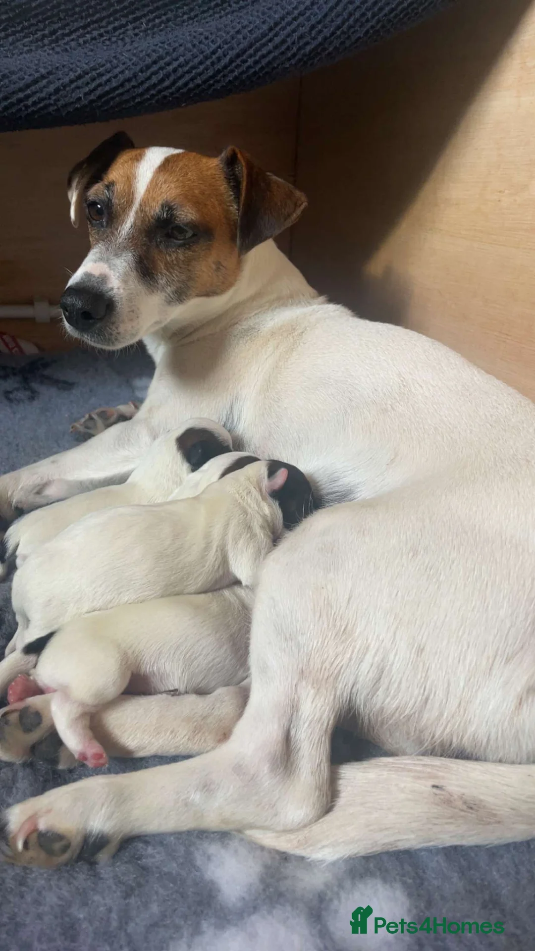 Jack Russell dogs for sale: Jack Russell puppies for sale  - Advert 2