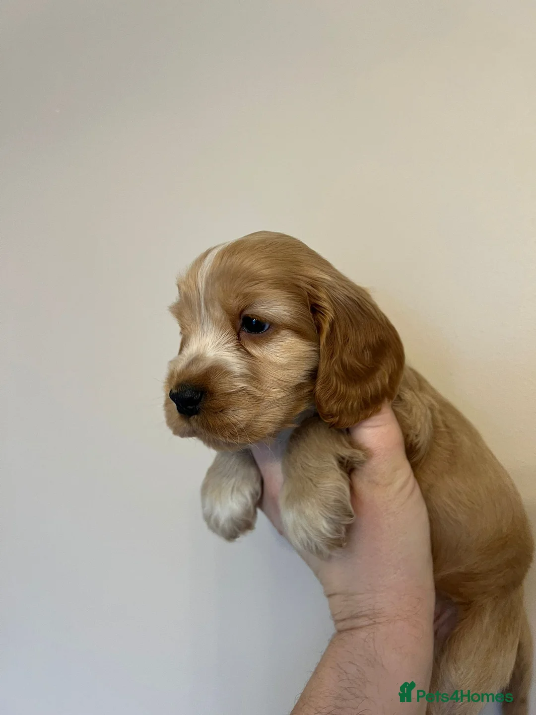 Cocker Spaniel dogs for sale: Exceptional Health Tested Show Cocker Spaniel - Advert 2