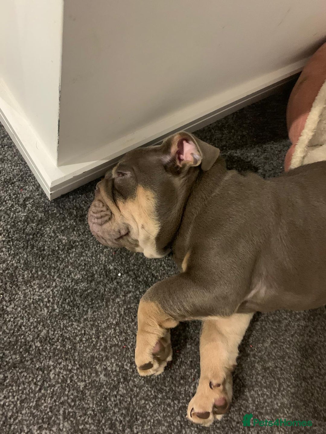 English Bulldog dogs for sale: Adorable Male KC Registered Bulldog Puppy  - Advert 2