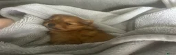 Pomchi dogs for sale: Teddy bear Pomeranian puppies - Advert 9