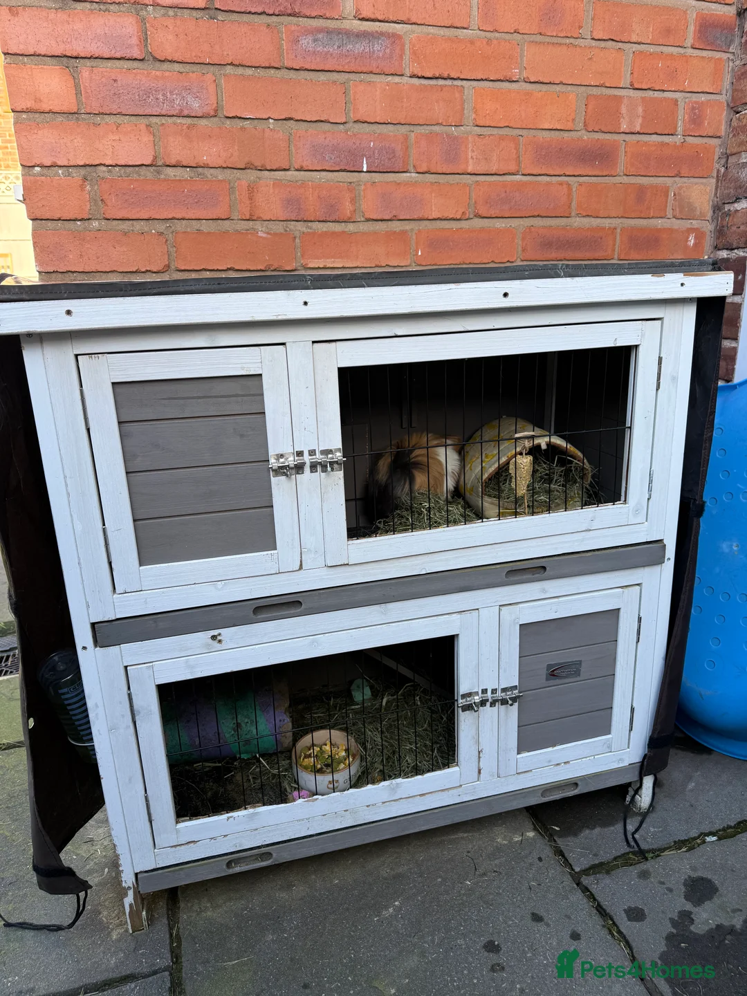 Guinea Pig rodents for sale: 2 male guinea pigs in Holywell - Advert 2