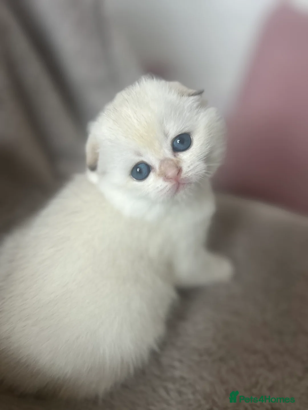 Scottish Fold cats for sale: Beautiful Gold Chinchilla babies  - Advert 9