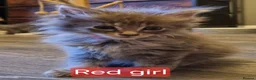 Maine Coon cats for sale: Adorable GCCF Main Coon kittens - Advert 7