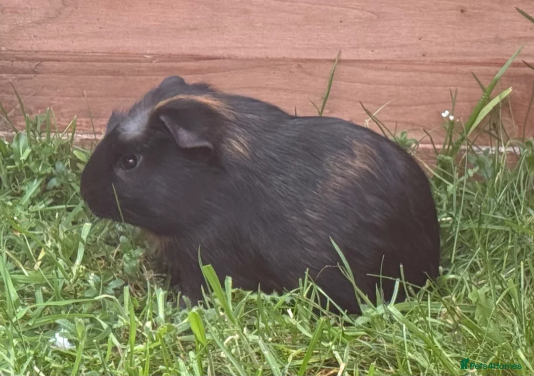 Guinea Pig rodents for sale: 2 baby guinea pigs, boars in Peterborough - Advert 2