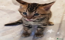 Bengal cats for sale: Bengal kittens  - Image 12