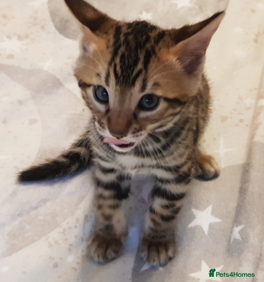Bengal cats for sale: Bengal kittens  - Image 12