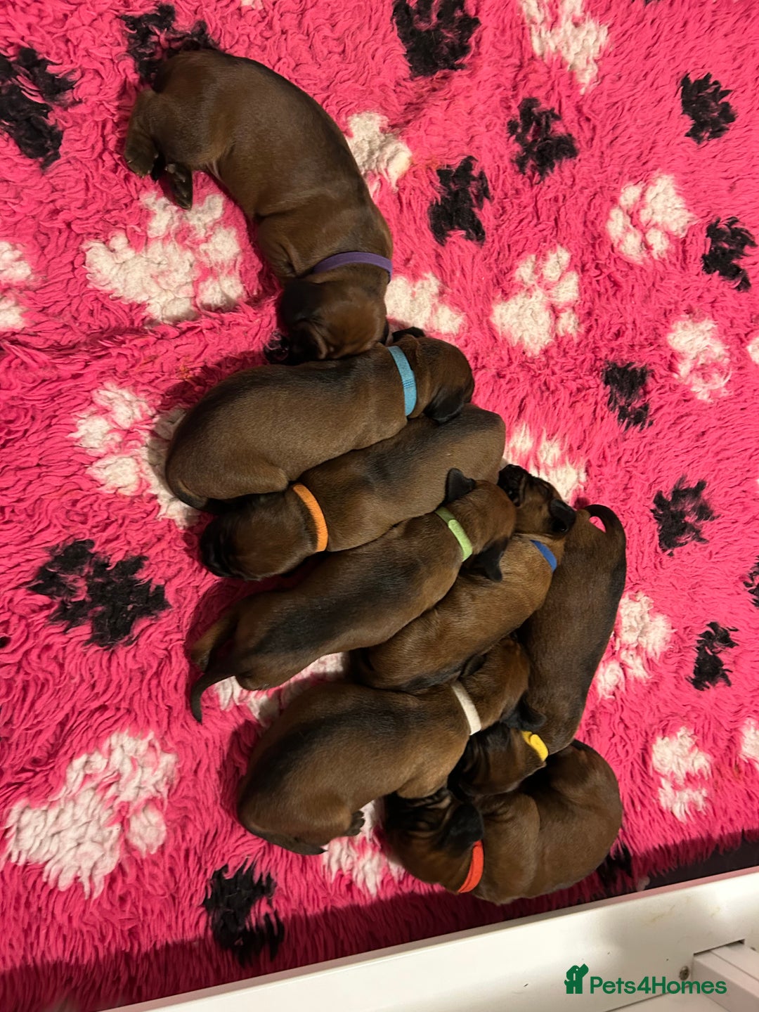 Bavarian Mountain Hound dogs for sale: Bavarian Mountain Hound KC registered  - Advert 5