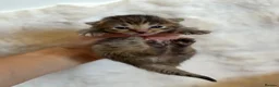 Mixed Breed cats for sale: Mixed breed kittens 🤎🩶🖤🧡 - Advert 6