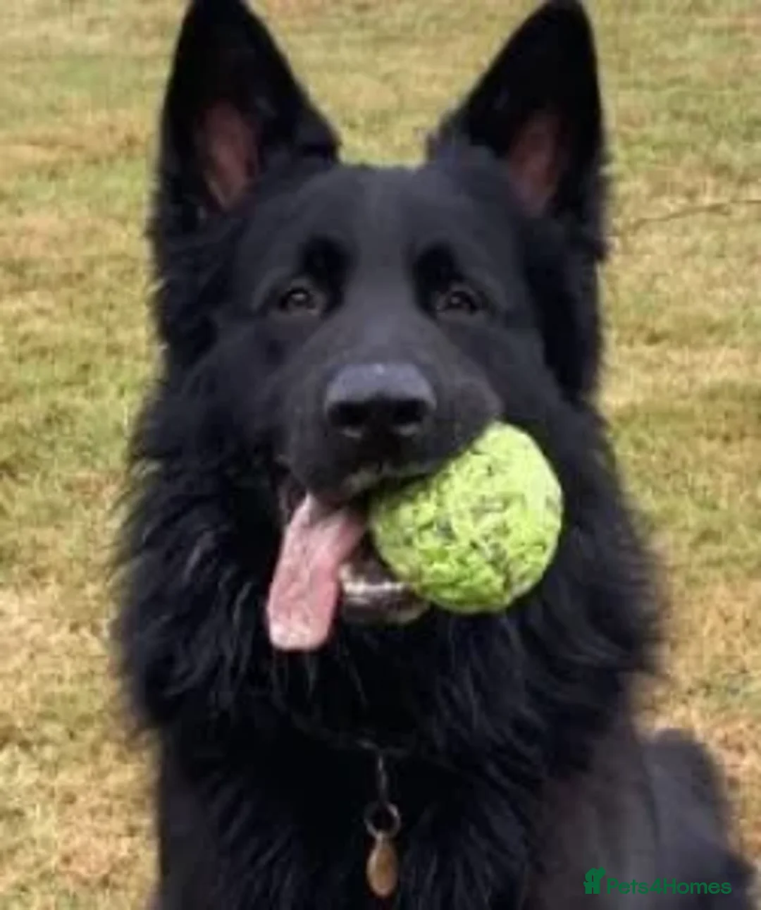 German Shepherd dogs for sale: Well socialised KC puppies, health tested parents - Advert 5