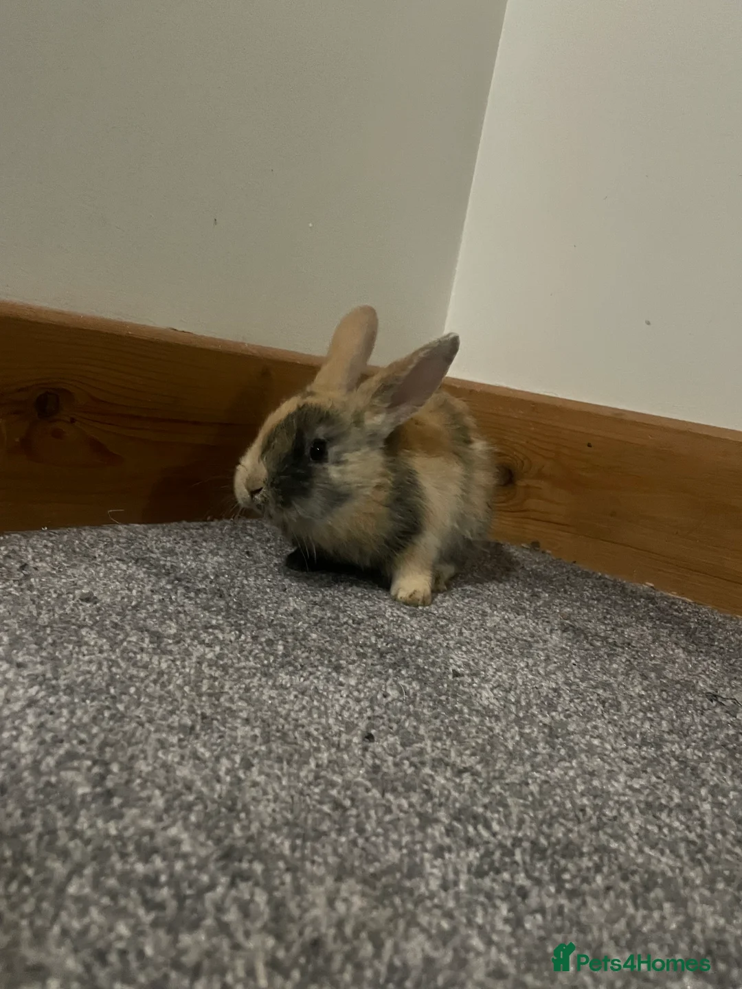 Mixed Breed rabbits for sale: Himalayans x lop bunnies  - Advert 2