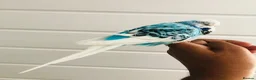 Budgerigars birds for sale: Beautiful semi hand tame exhibition budgies. - Advert 7