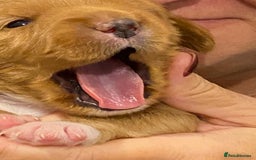 Australian Labradoodle dogs for sale: Australian Labradoodle Puppies F1b - Image 3