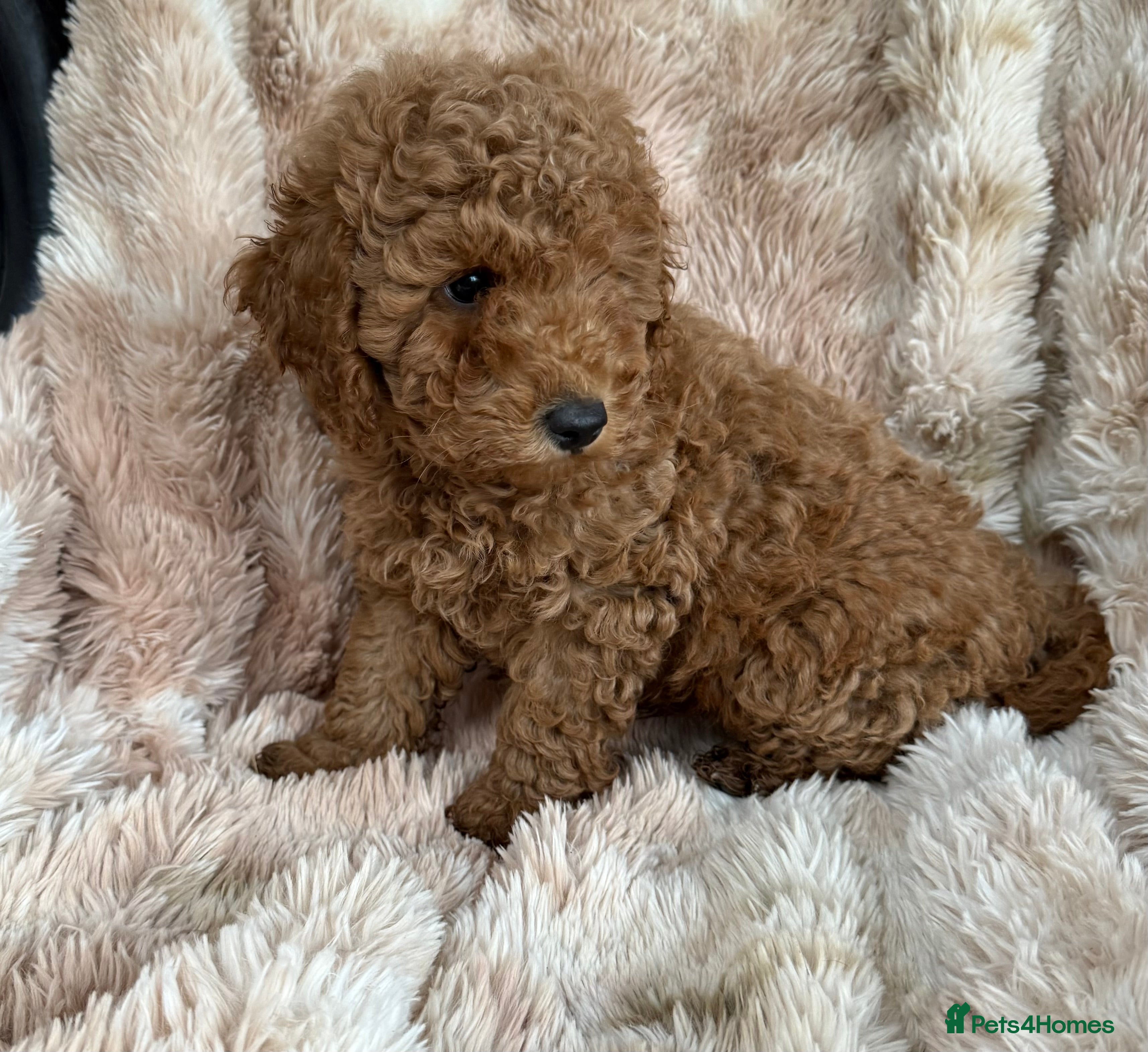 Maltipoo dogs stunning maltipoo pups  - Advert 10