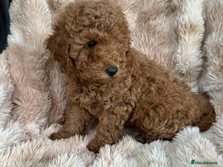 Maltipoo dogs stunning maltipoo pups - Advert 10