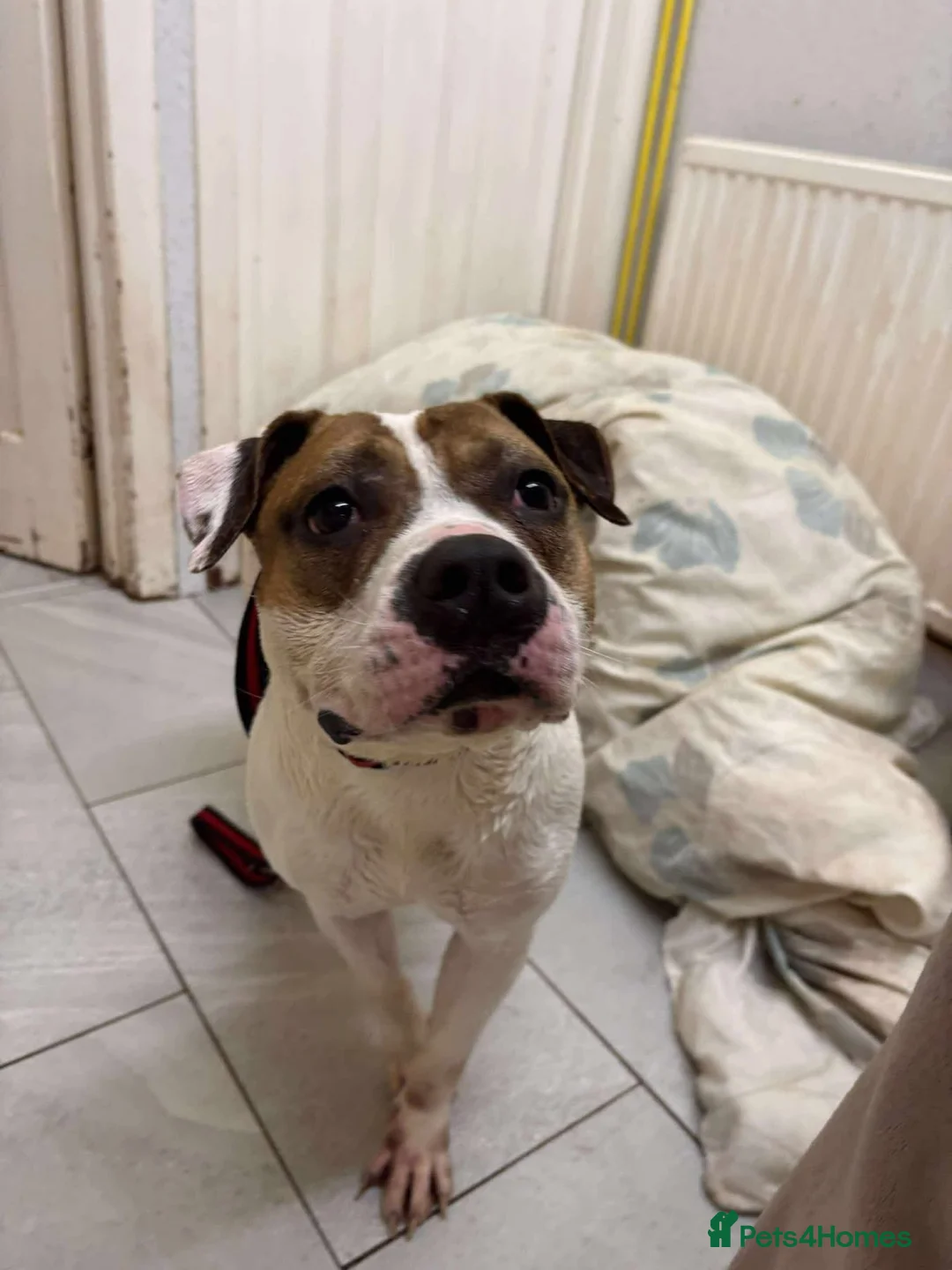 Staffordshire Bull Terrier dogs for adoption: Leia - Norwich Norfolk  - Advert 13