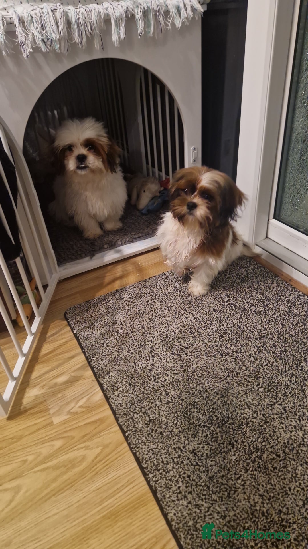 Shih Tzu dogs for sale: X2 Shih tzu puppies  - Image 10