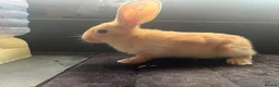 Continental Giant rabbits for sale: Continental giants  - Advert 4
