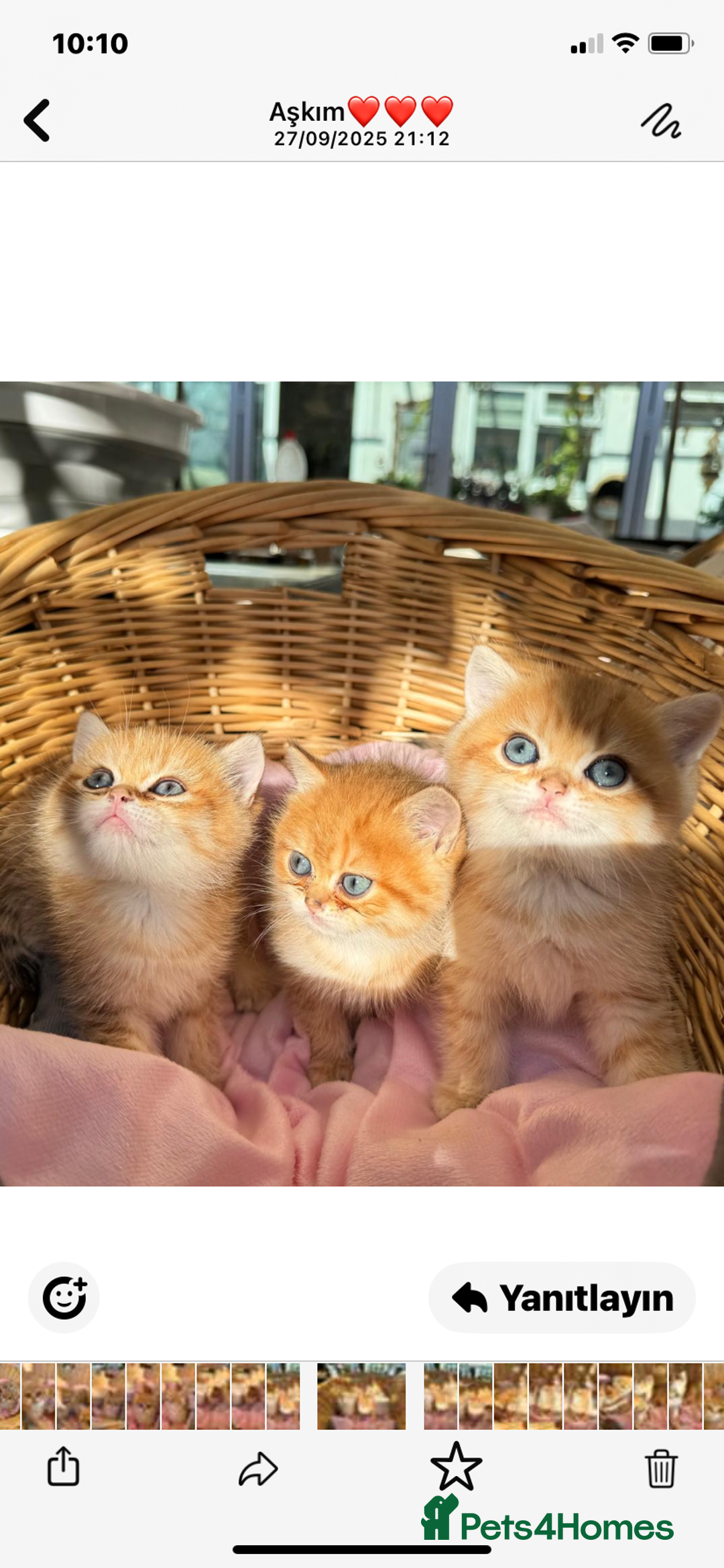 British Shorthair cats for sale: British Golden Shorthair kittens GCCF  - Image 12