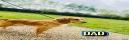 Cockapoo dogs for sale: Stunning ready now  - Advert 11