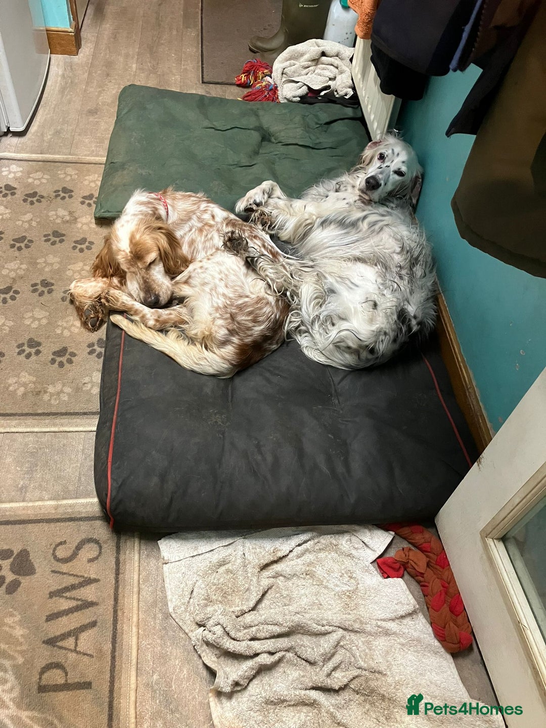 English Setter dogs for adoption: Hendy - Advert 11