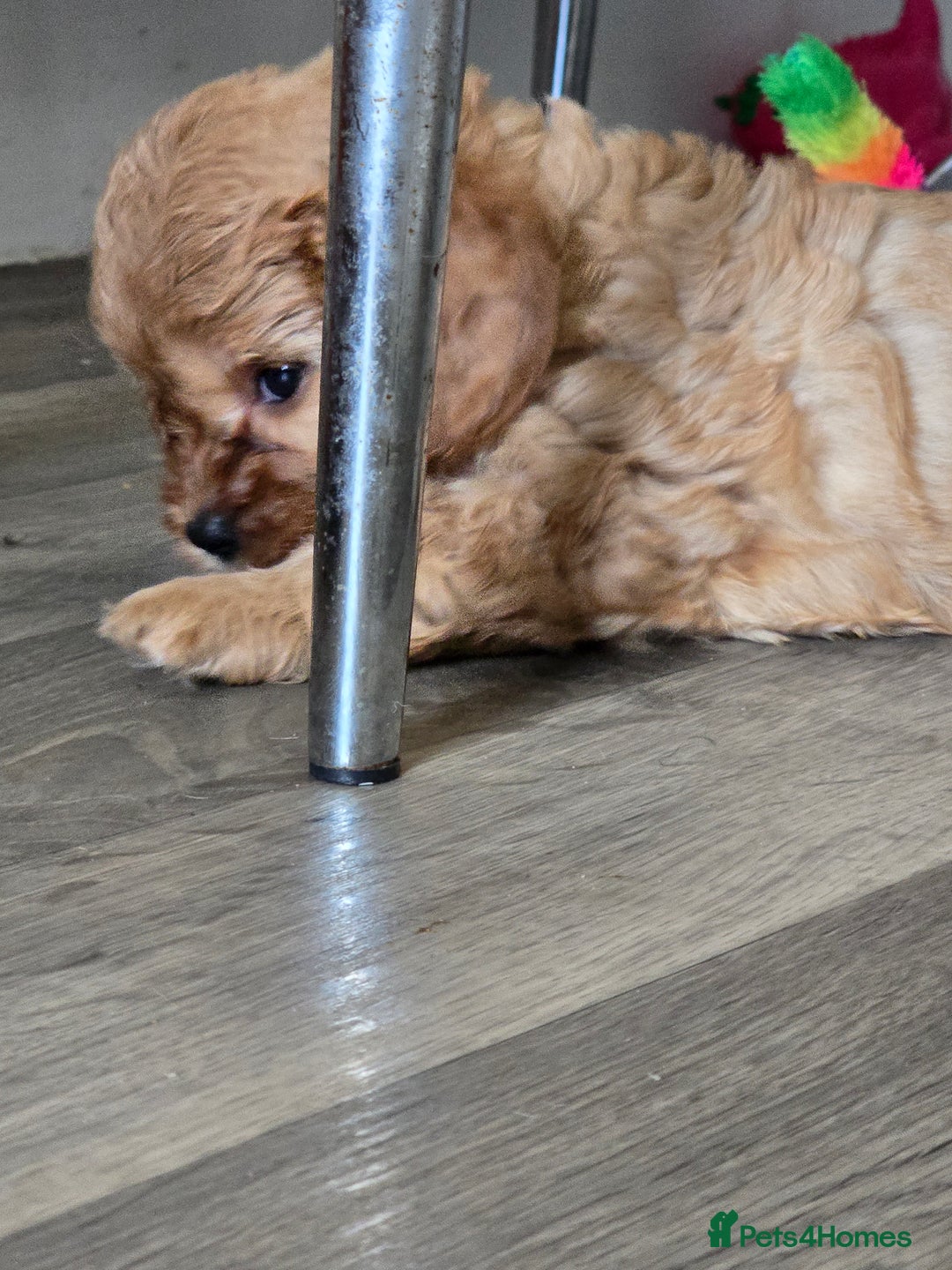 Cavapoo dogs for sale: REDUCED AMAZING F1 cavapoo puppies  - Image 5