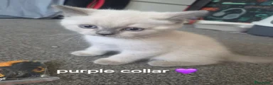Purple collar