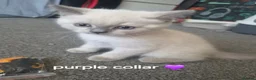 British Shorthair cats for sale: British short hair colour point - Advert 4