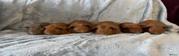 Guinea Pig rodents for sale: Baby guinea pigs - Advert 5