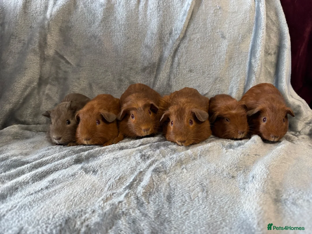 Guinea Pig rodents for sale: Baby guinea pigs - Advert 5