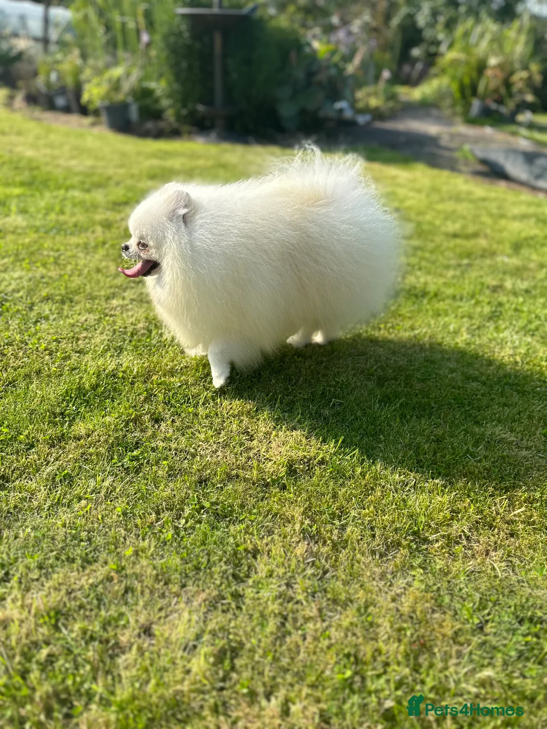 Pomeranian dogs for stud: Stunning optic white boy for stud duties in Lanark - Advert 8