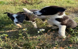 Border Collie dogs for sale: Gorgeous KC reg border collie pups  - Image 9