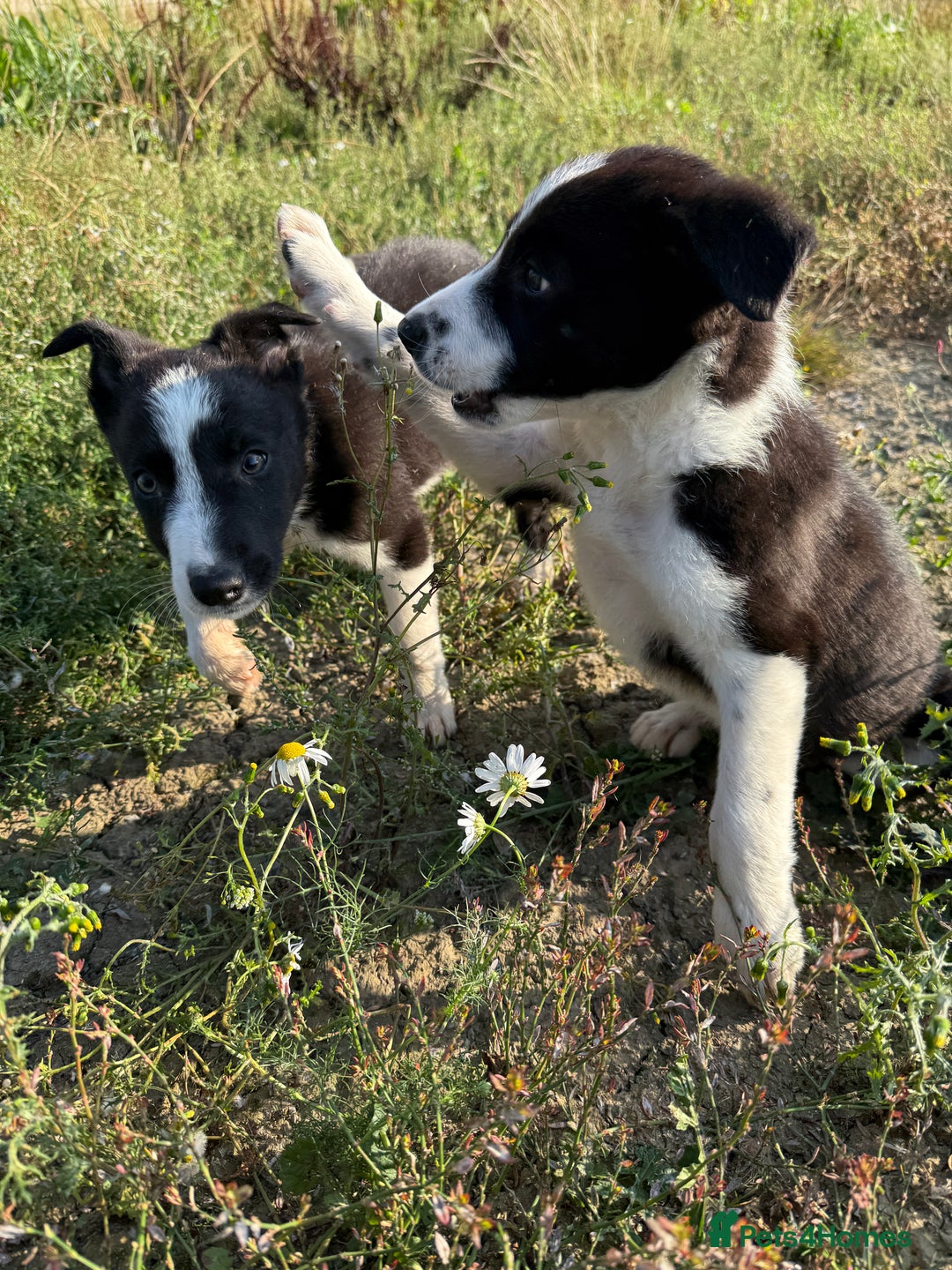 Border Collie dogs for sale: Gorgeous KC reg border collie pups  - Image 9