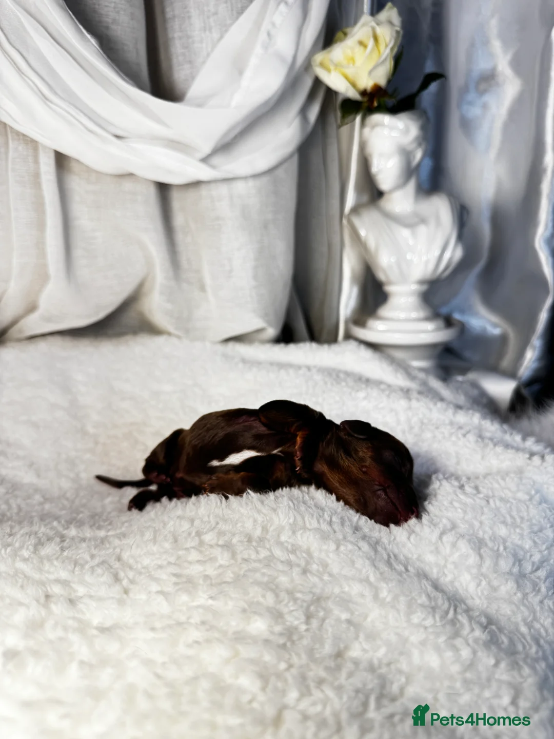 Miniature Dachshund dogs for sale: MINI DACHSHUND PUPPIES💕 KC REGISTERED/PRA CLEAR  - Advert 14