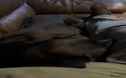 Labrador Retriever dogs for sale: Black labrador puppys - Advert 2