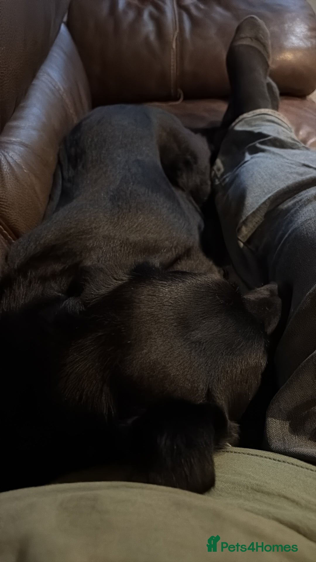 Labrador Retriever dogs for sale: Black labrador puppys - Advert 2