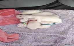 Ragdoll cats for sale: Stunning fluffy show quality ragdolls  - Image 31