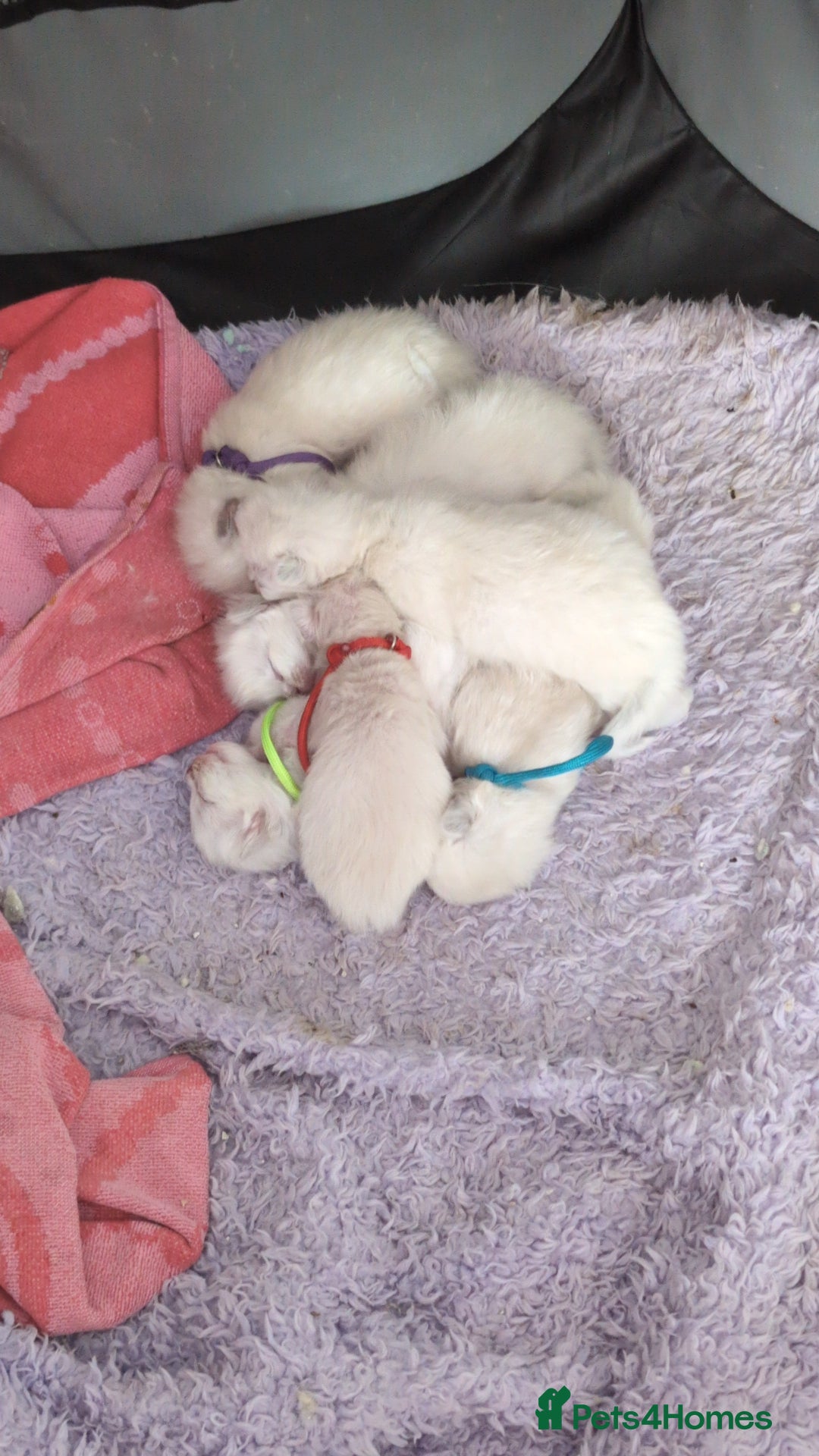 Ragdoll cats for sale: Stunning fluffy show quality ragdolls  - Image 31