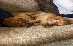 Cavapoo dogs for sale: Beautiful Cavapoo Puppies  - Image 13