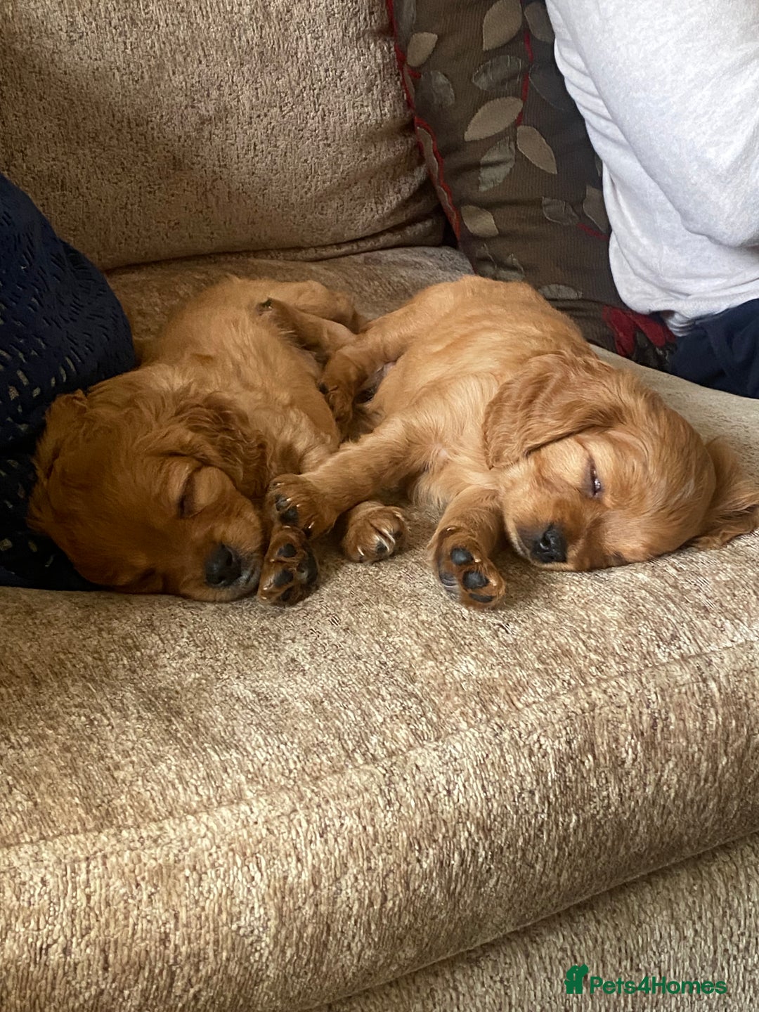 Cavapoo dogs for sale: Beautiful Cavapoo Puppies  - Image 13