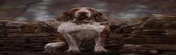 Bracco Italiano dogs for sale: Bracco Italiano puppies - Advert 6