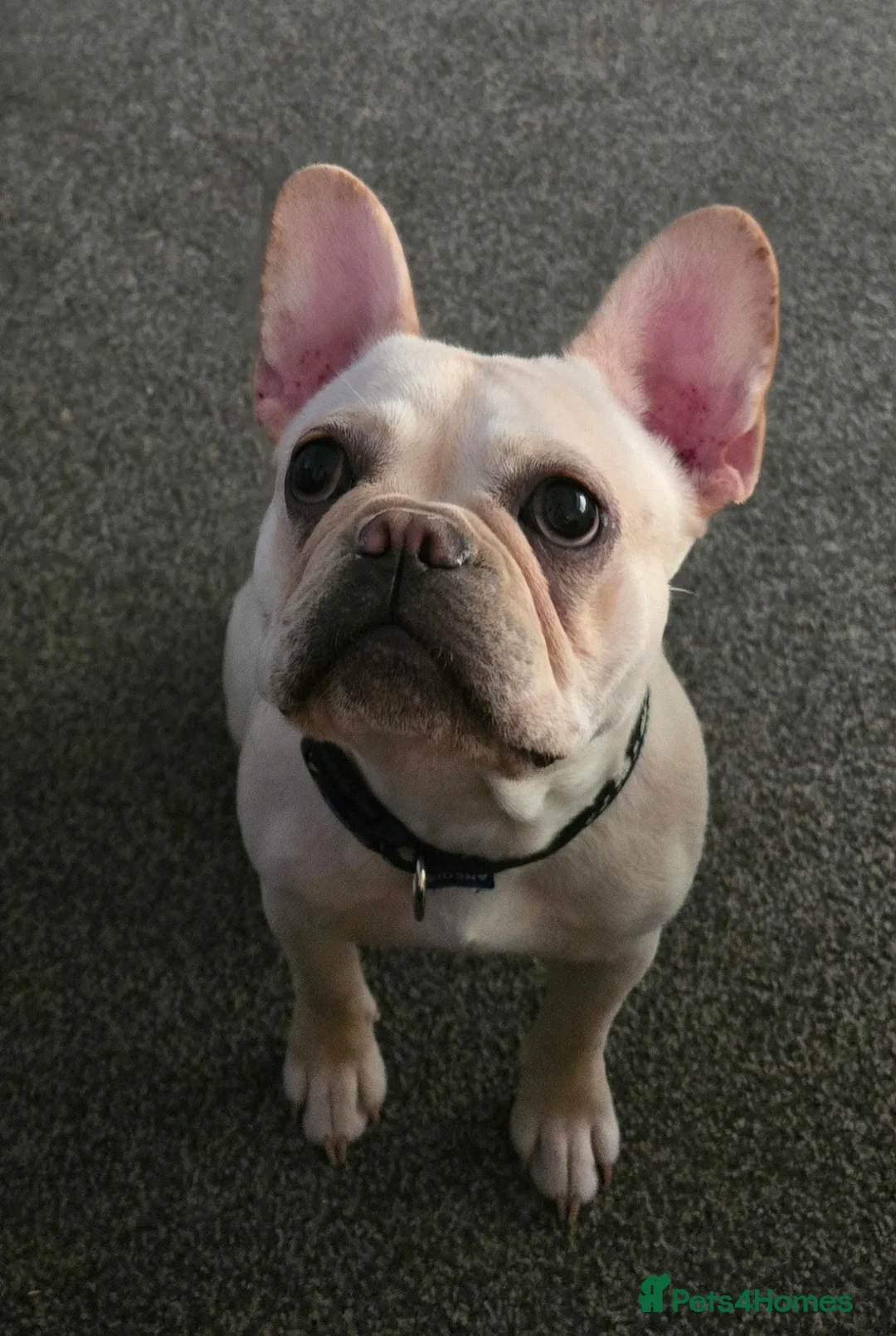French Bulldog dogs for sale: Platinum French bulldog - Advert 1