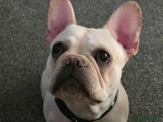 French Bulldog dogs Platinum French bulldog - Advert 1