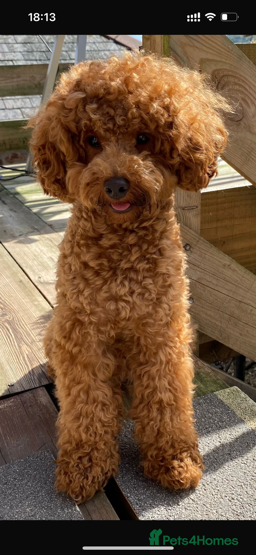 Cockapoo dogs for sale: 5 Stunning Cockapoo girls 💖 - Advert 15