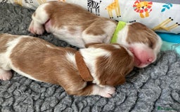 Cavalier King Charles Spaniel dogs for sale: Fully Health Tested Male CKCS Puppies - Image 19