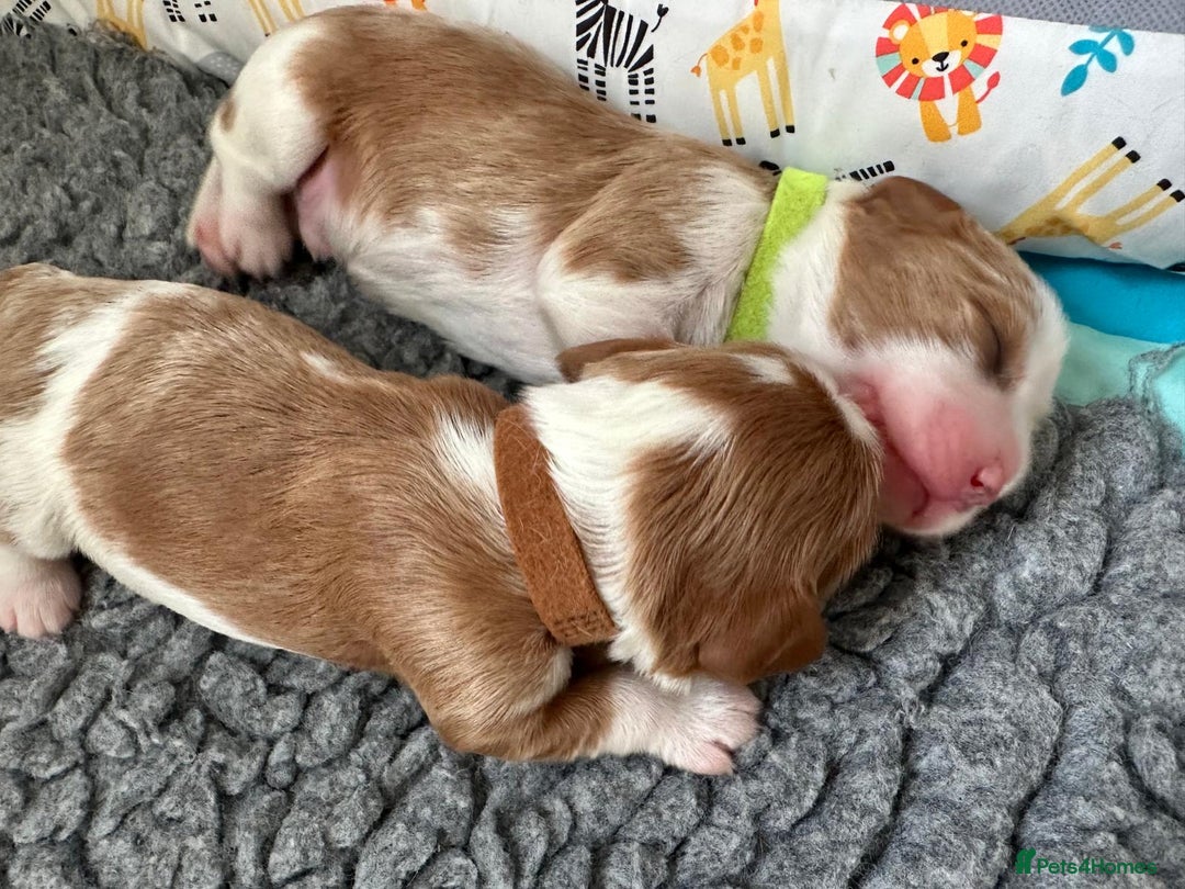 Cavalier King Charles Spaniel dogs for sale: Fully Health Tested Male CKCS Puppies - Image 19