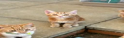 Mixed Breed cats for sale: Beautiful Ginger & Tortoiseshell Kittens in Faringdon - Advert 31
